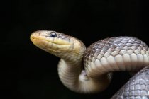 Retrato de serpiente esculapiana (Zamenis longissimus) - foto de stock
