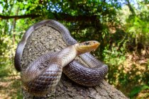 Ángulo ancho de la serpiente esculápica (Zamenis longissimus) - foto de stock