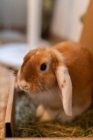 Mignon lapin avec fourrure marron assis sur le parquet dans la chambre à plat — Photo de stock