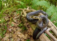Широкий угол эскулапской змеи (Zamenis longissimus) — стоковое фото