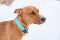 Коричневый пес в воротнике стоит на снежном поле и зимой смотрит в сторону. — стоковое фото