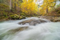 Vue panoramique du mont avec rivière avec des fluides d'eau mousseux sur des pierres entre les arbres d'automne à Lozoya, Madrid, Espagne. — Photo de stock