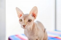 Adorabile gatto senza peli Sphynx con gli occhi marroni seduto su una morbida coperta sul letto e guardando la fotocamera — Foto stock