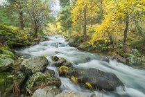 Pintoresca vista de cascada con líquido espumoso de agua entre rocas con musgo y árboles dorados en otoño - foto de stock