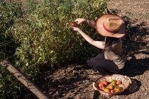 Vista lateral de una agricultora étnica recolectando tomates maduros en el jardín en un día soleado en el campo - foto de stock