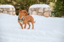 Коричневий собака в нашийнику стоїть на сніговому полі, озираючись узимку. — стокове фото