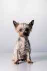 Adorable little fluffy purebred Yorkshire Terrier dog with tongue out looking at camera while sitting in white studio — Stock Photo