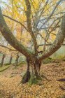 Декорації безлистяного дерева з великими гілками, що ростуть у лісі в осінній сезон — стокове фото