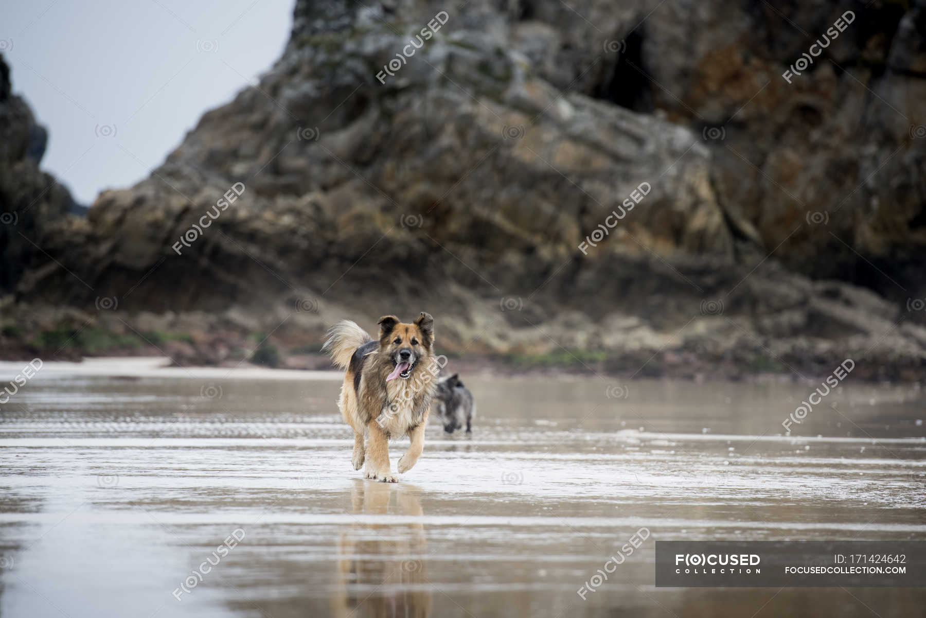 Is Sand Good For A Dog Run