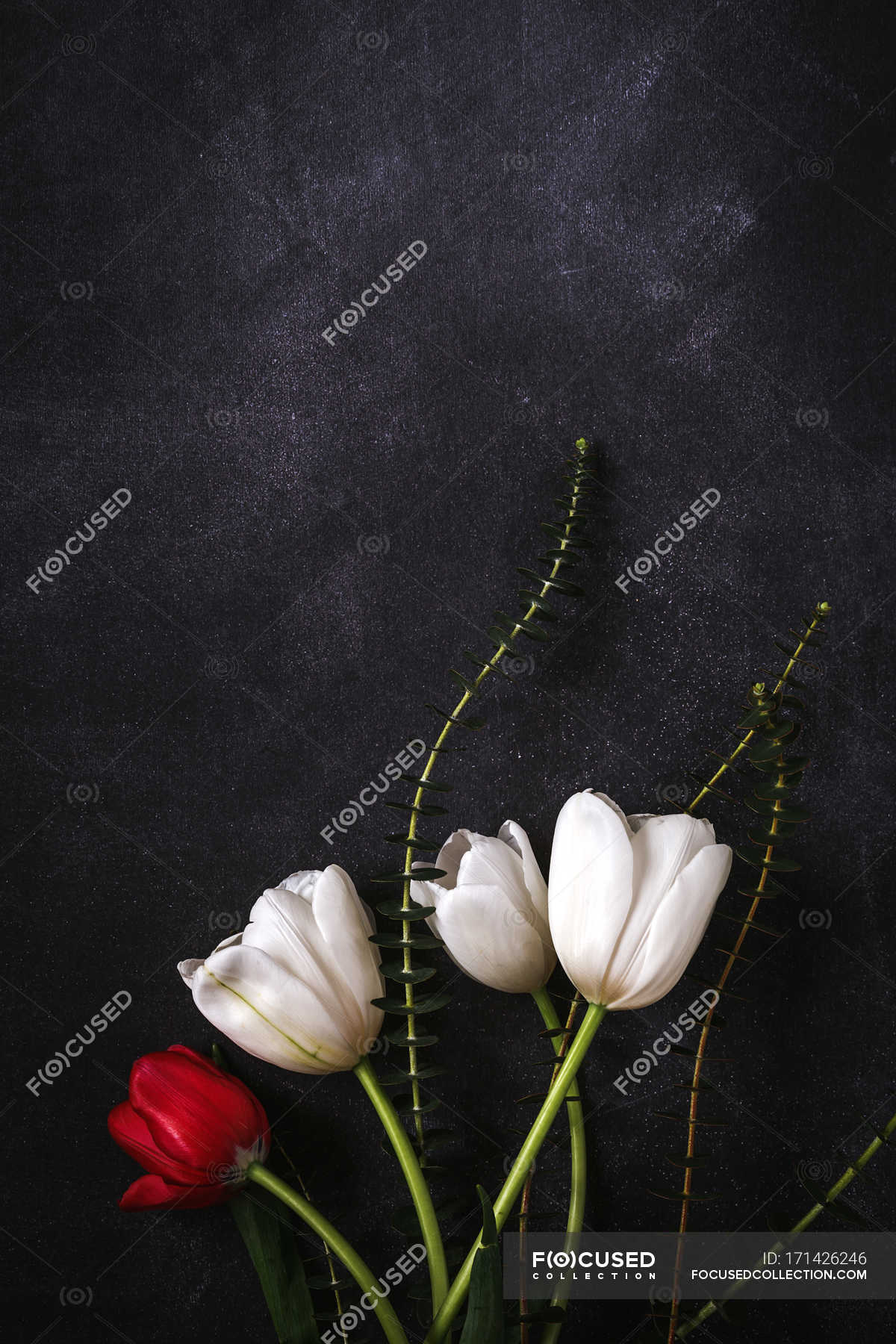 Floral Pattern With Red And White Tulips And Green Leaves On Black Background Plant From Above Stock Photo 171426246