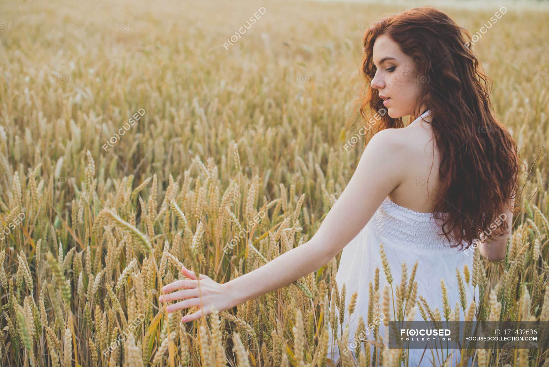 Rear view of girl with curvy hair in white dress walking in rye field ...