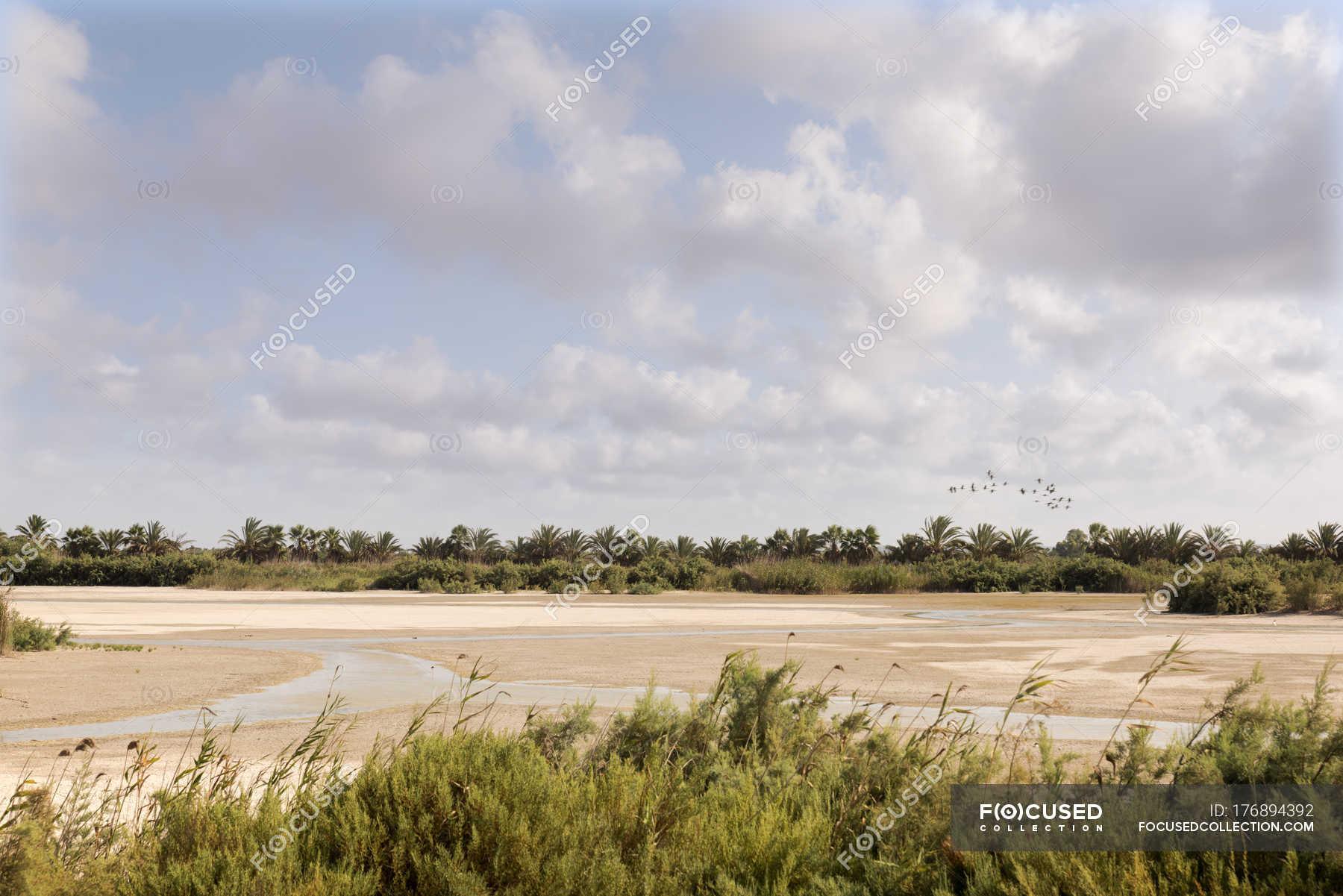 Landscape of dry river bank with sand dunes and palm trees on