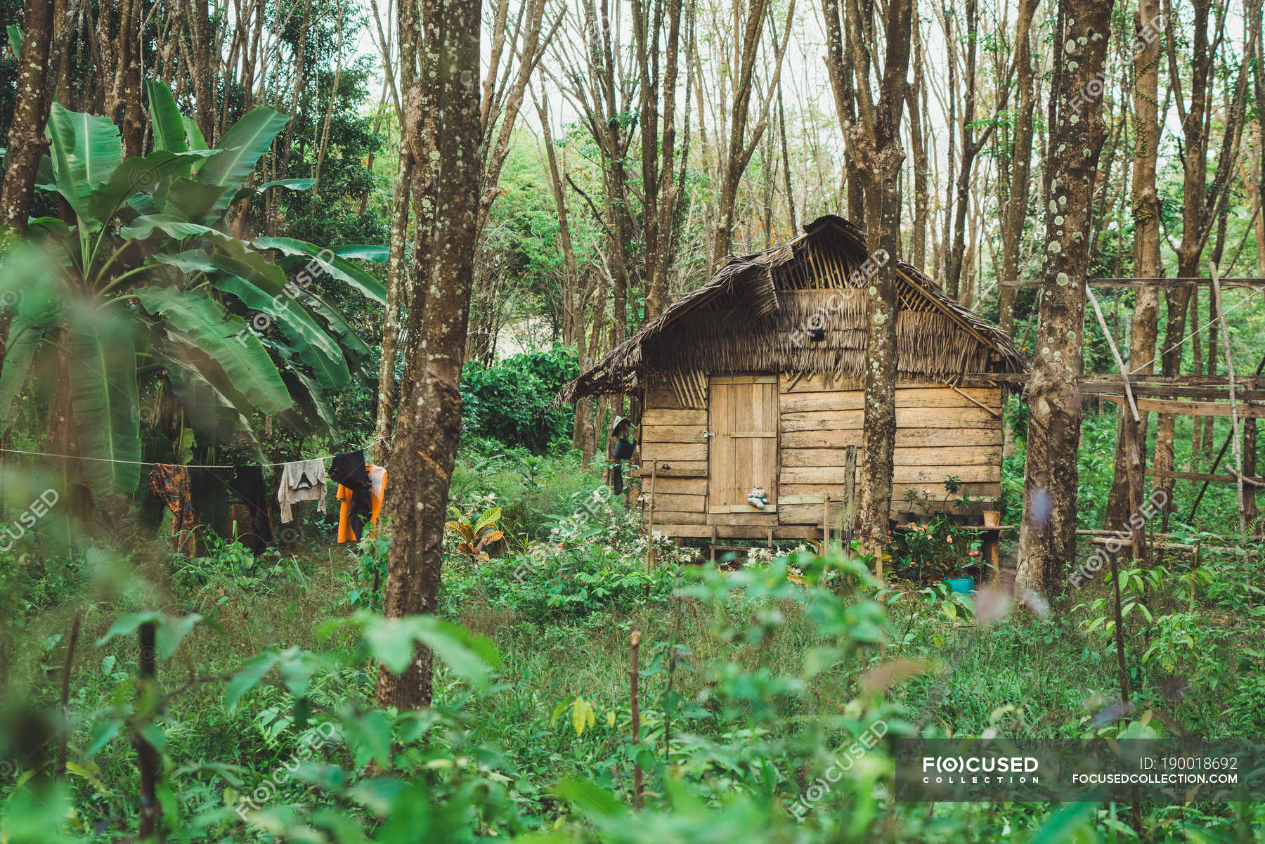 View To Small Grungy Wooden House In Green Tropical Forest Construction Summer Stock Photo