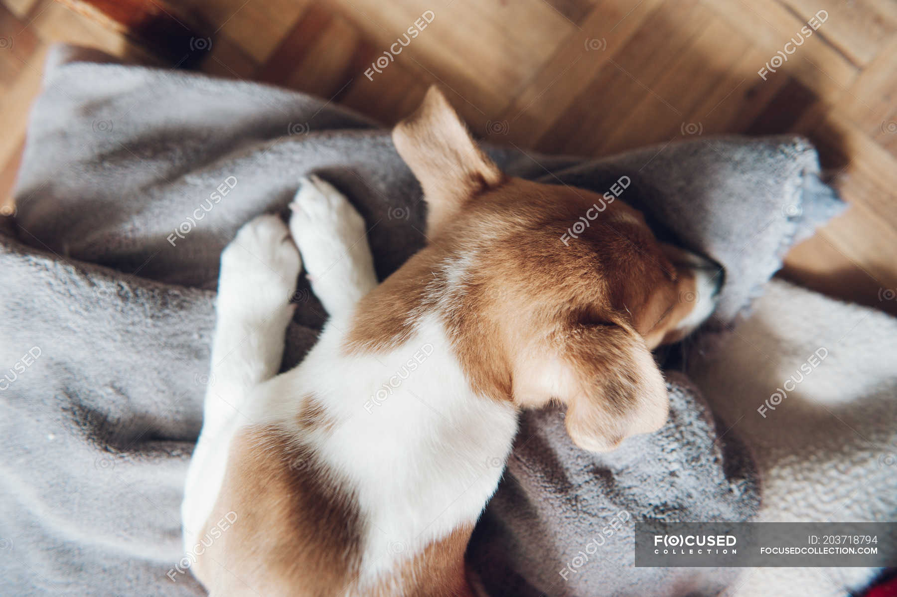 Puppy sleeping on blanket — friendly, floor - Stock Photo | #203718794