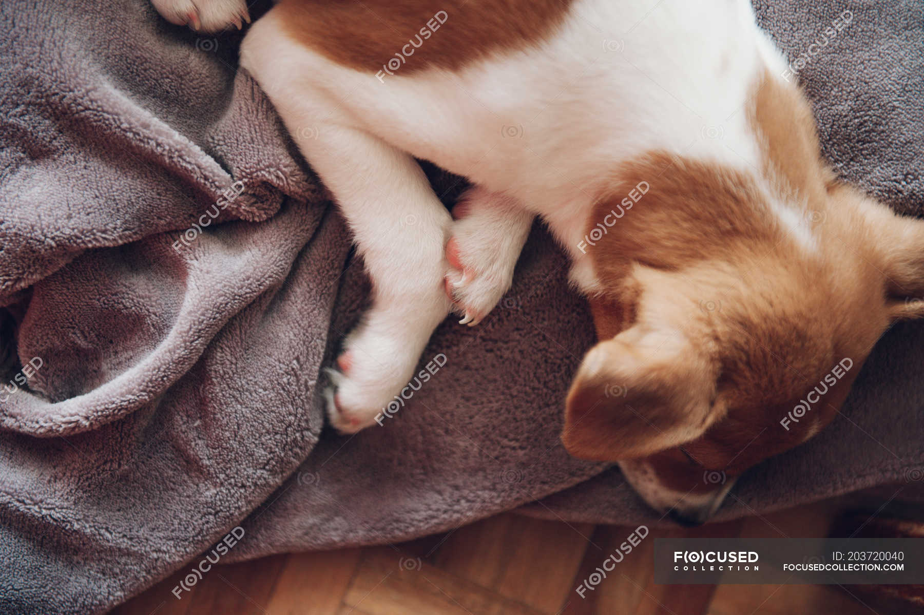 Puppy sleeping on blanket — resting, home - Stock Photo | #203720040