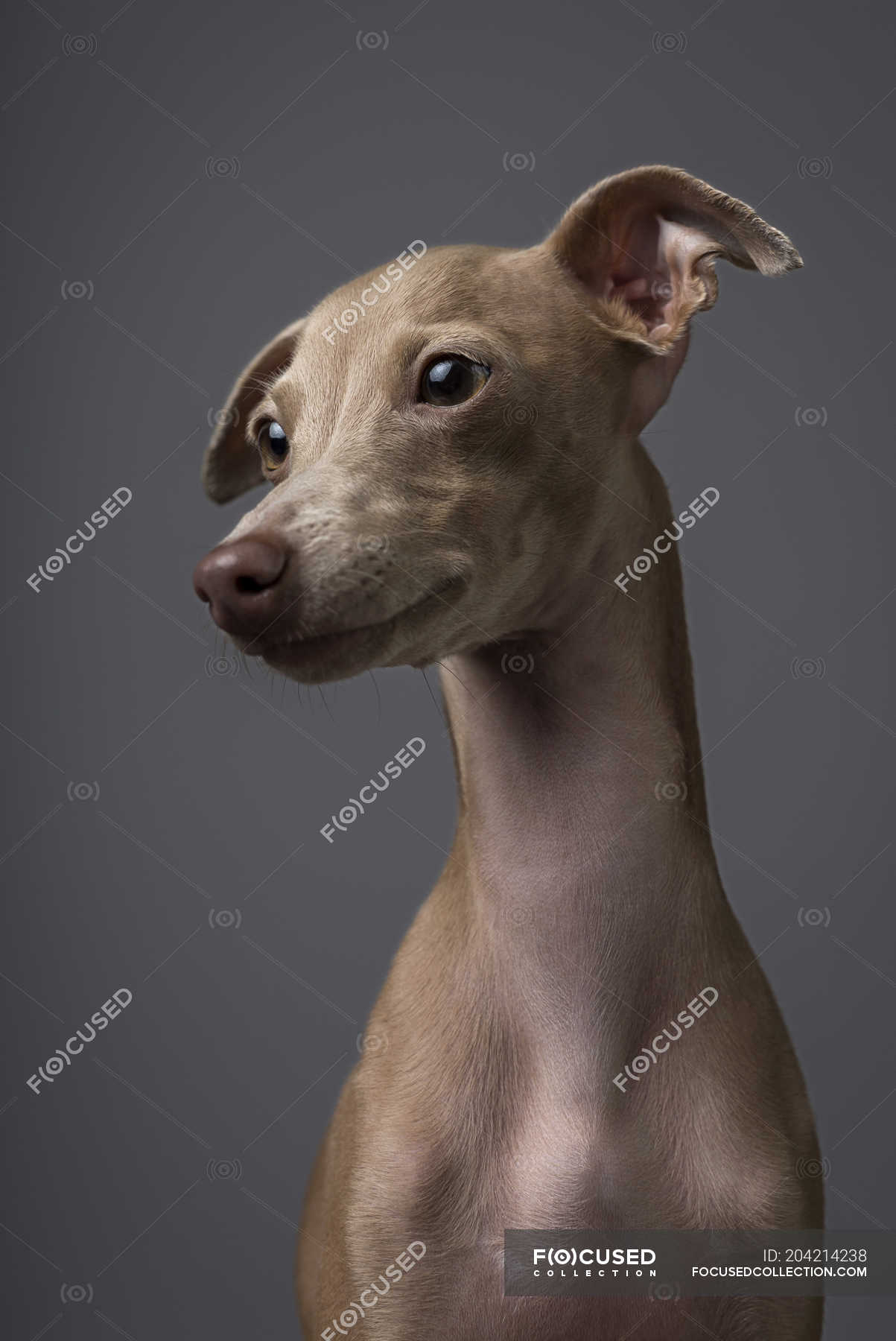 italian greyhound muzzle