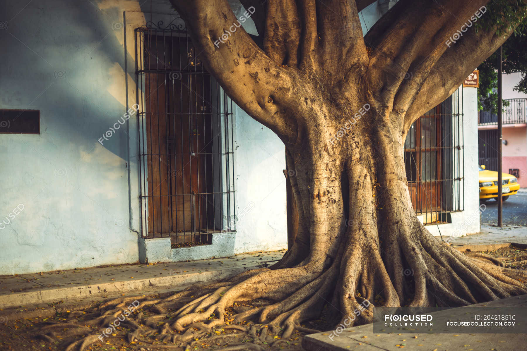 Plant with thick trunk