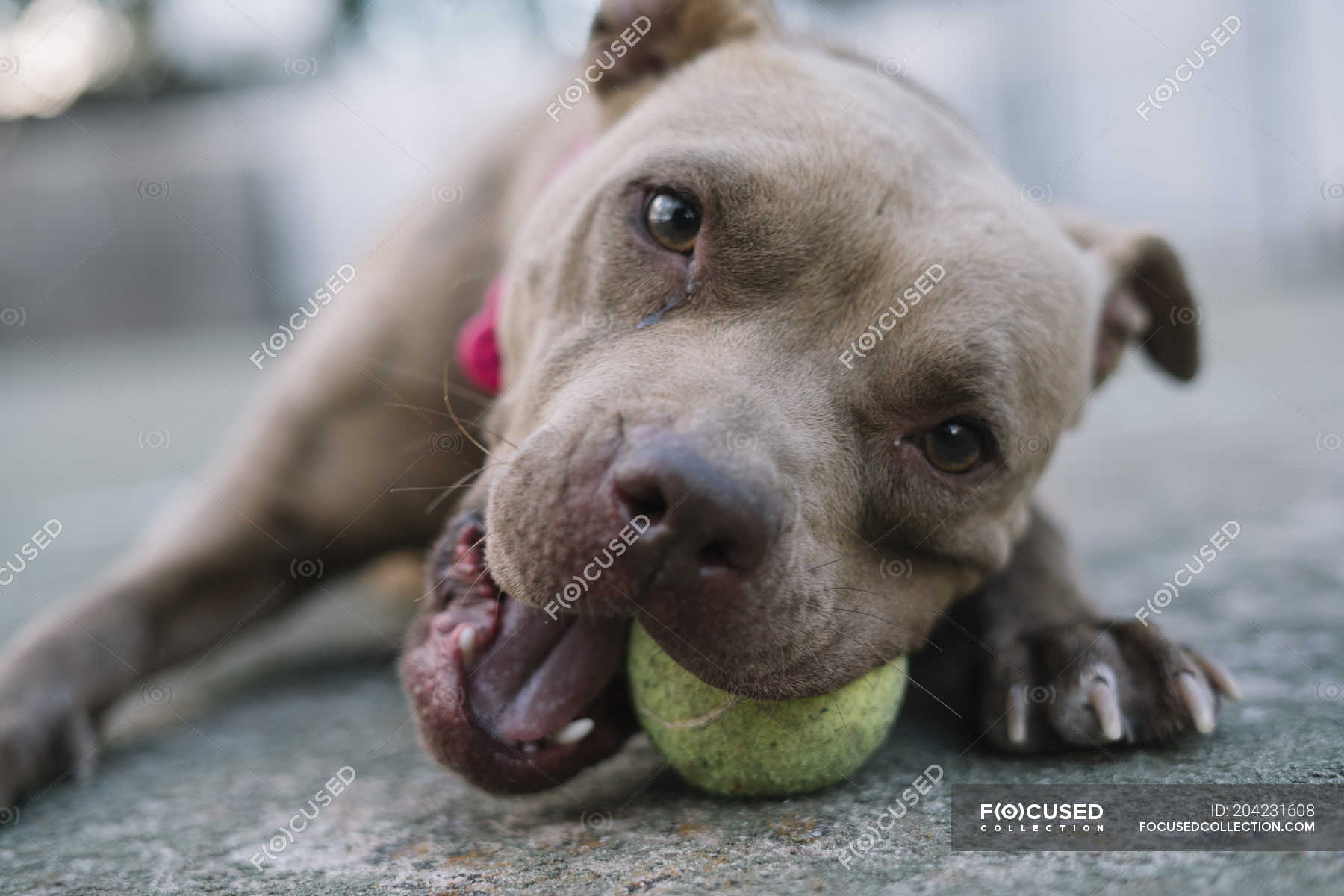 pitbull tennis ball