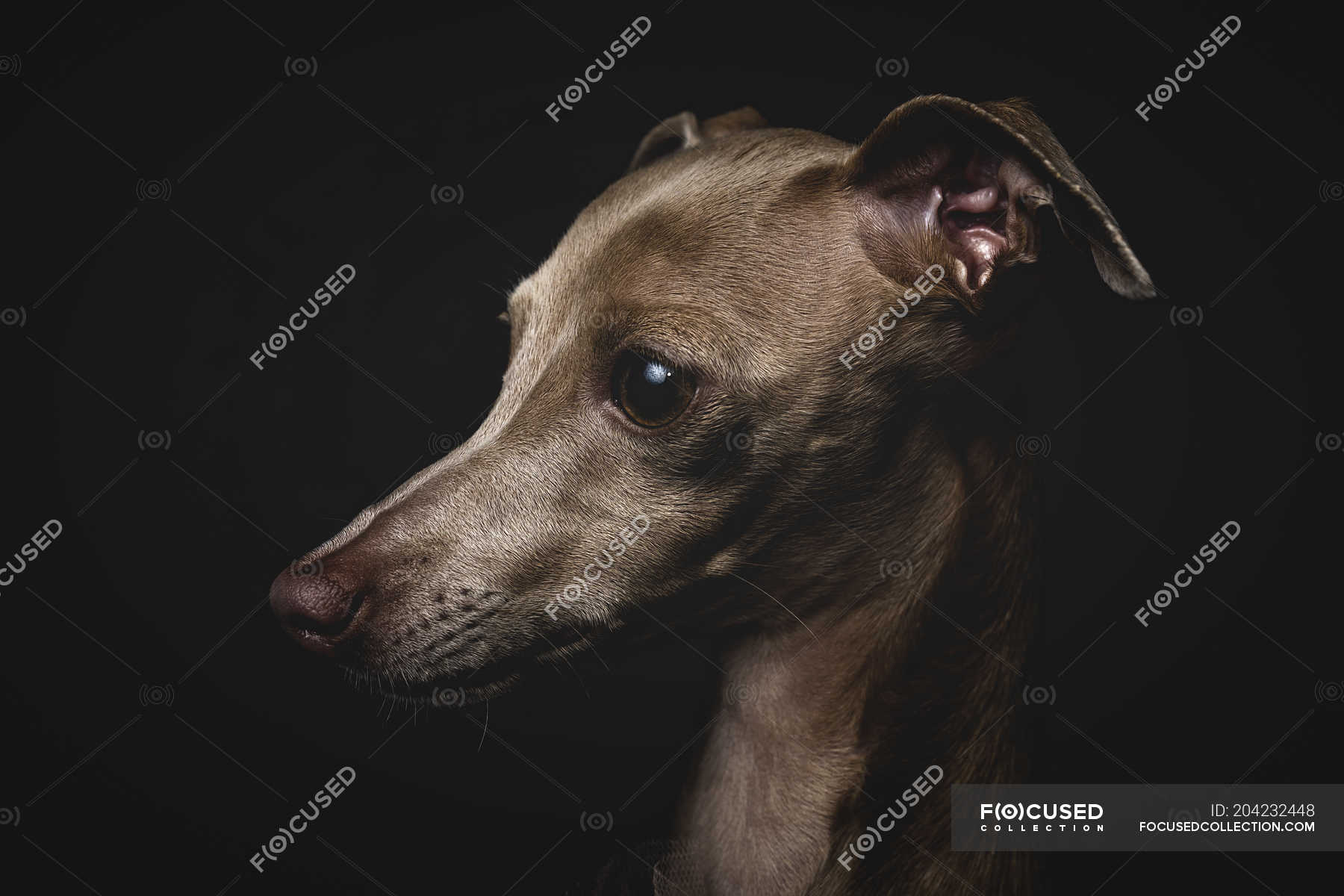 Italian Greyhound Dog With Red Lips Kiss Marks Sitting And Looking Away —  Happiness, Nature Stock Photo #179738476