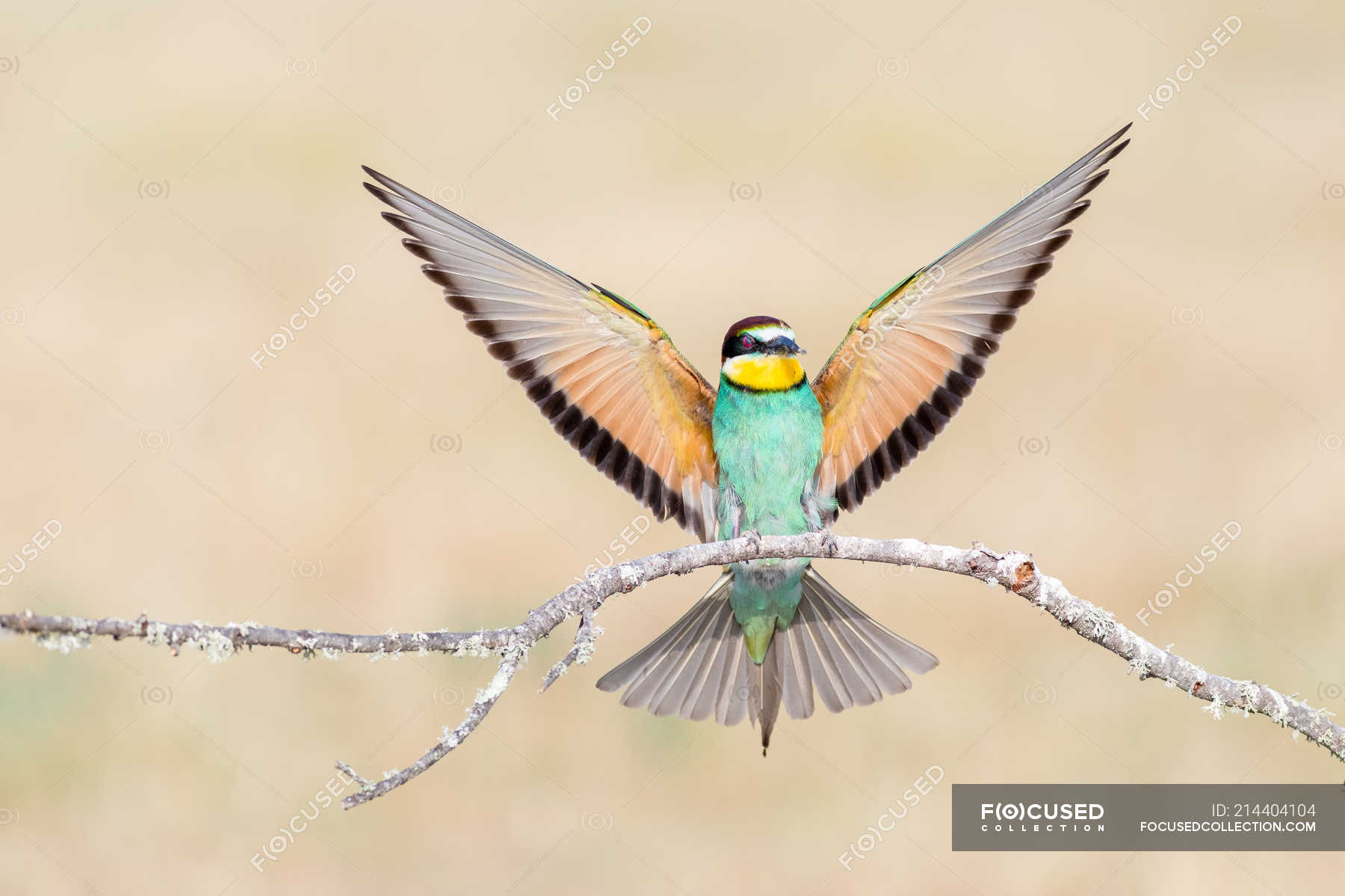 Bright bird sitting on branch with spreading wings — bee eater