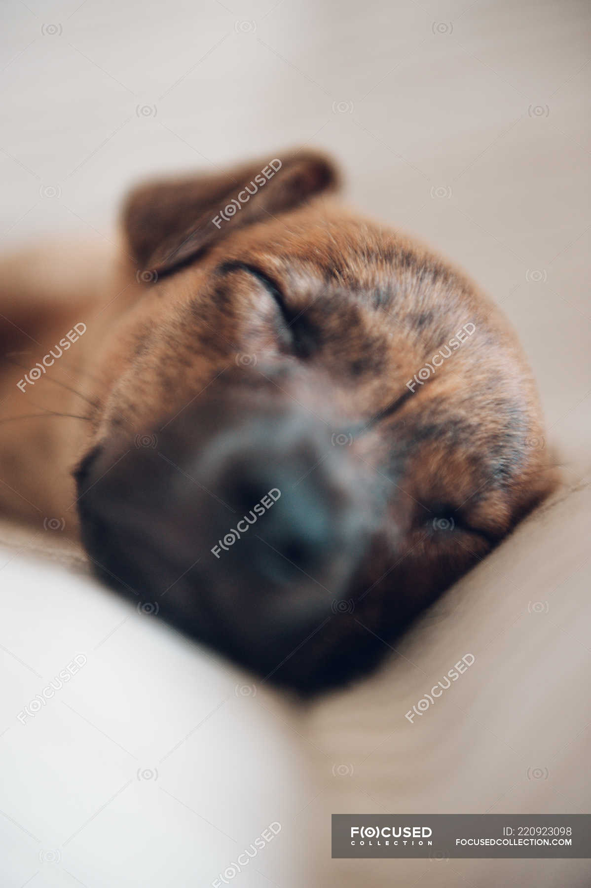 Can A Dog Sleep With A Muzzle at Lance Caban blog