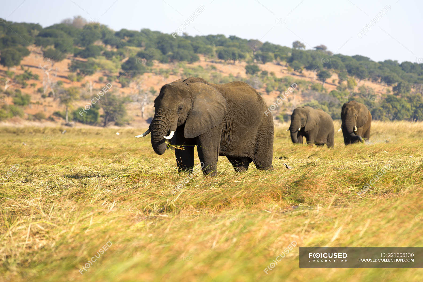 Herd of huge elephants grazing in dry grass on sunny day in Botswana