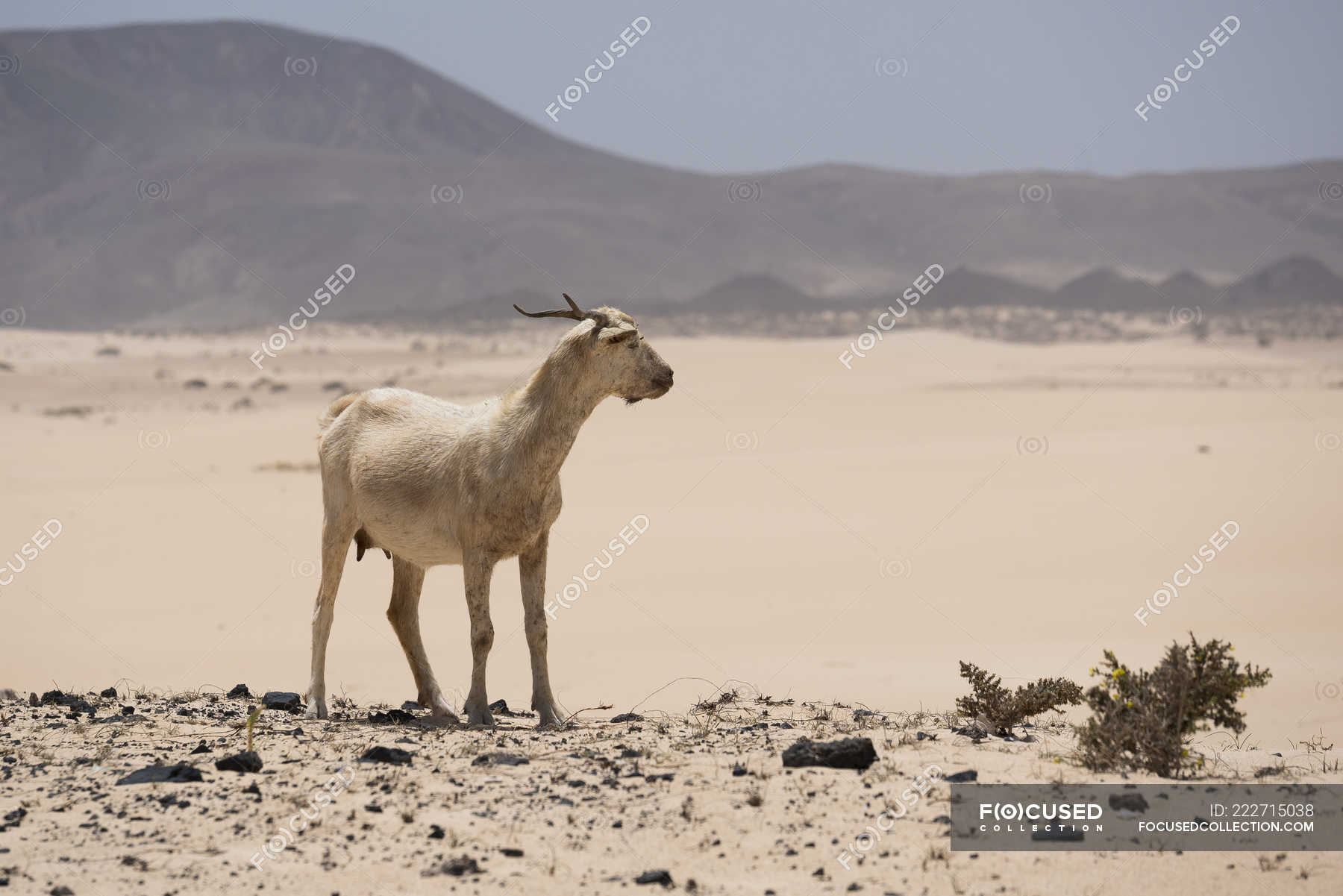 Goat on hills in Fuerteventura desert, Canary Islands — blue, arid ...