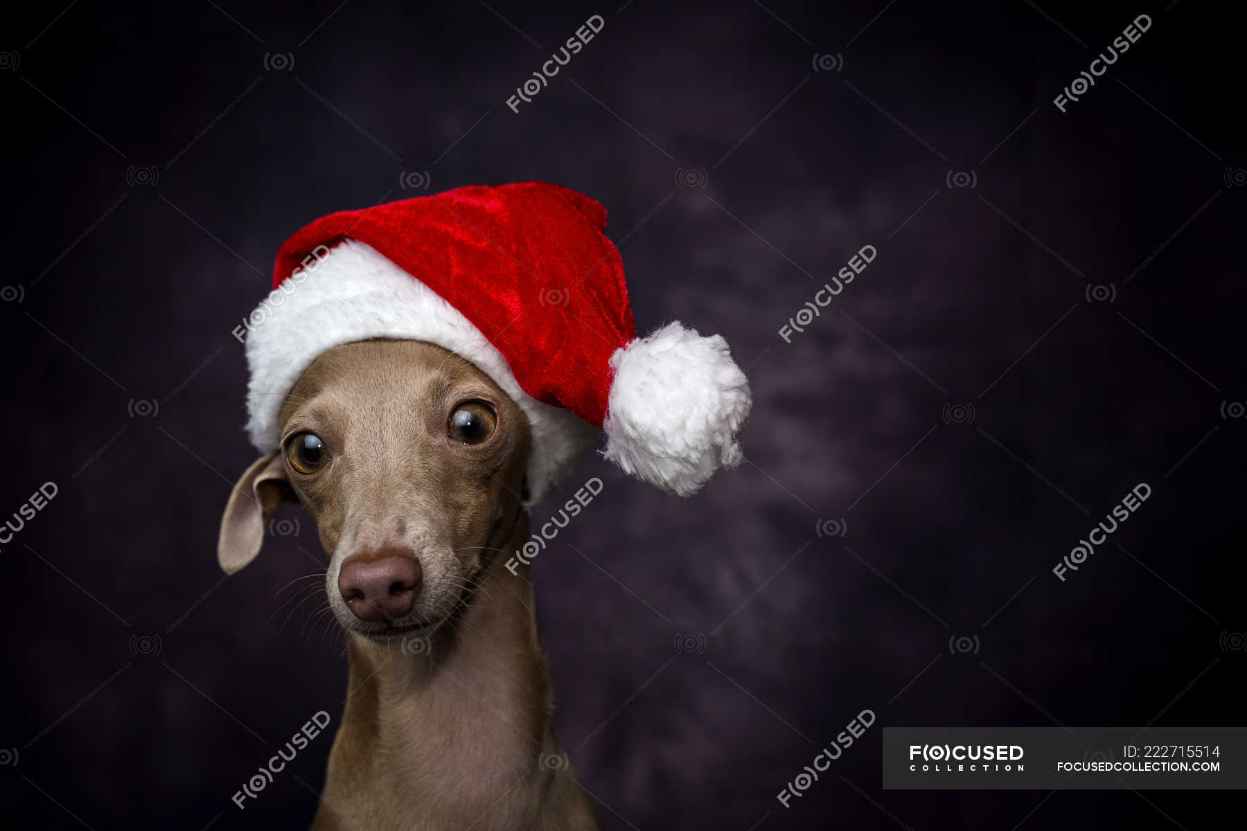 greyhound santa outfit