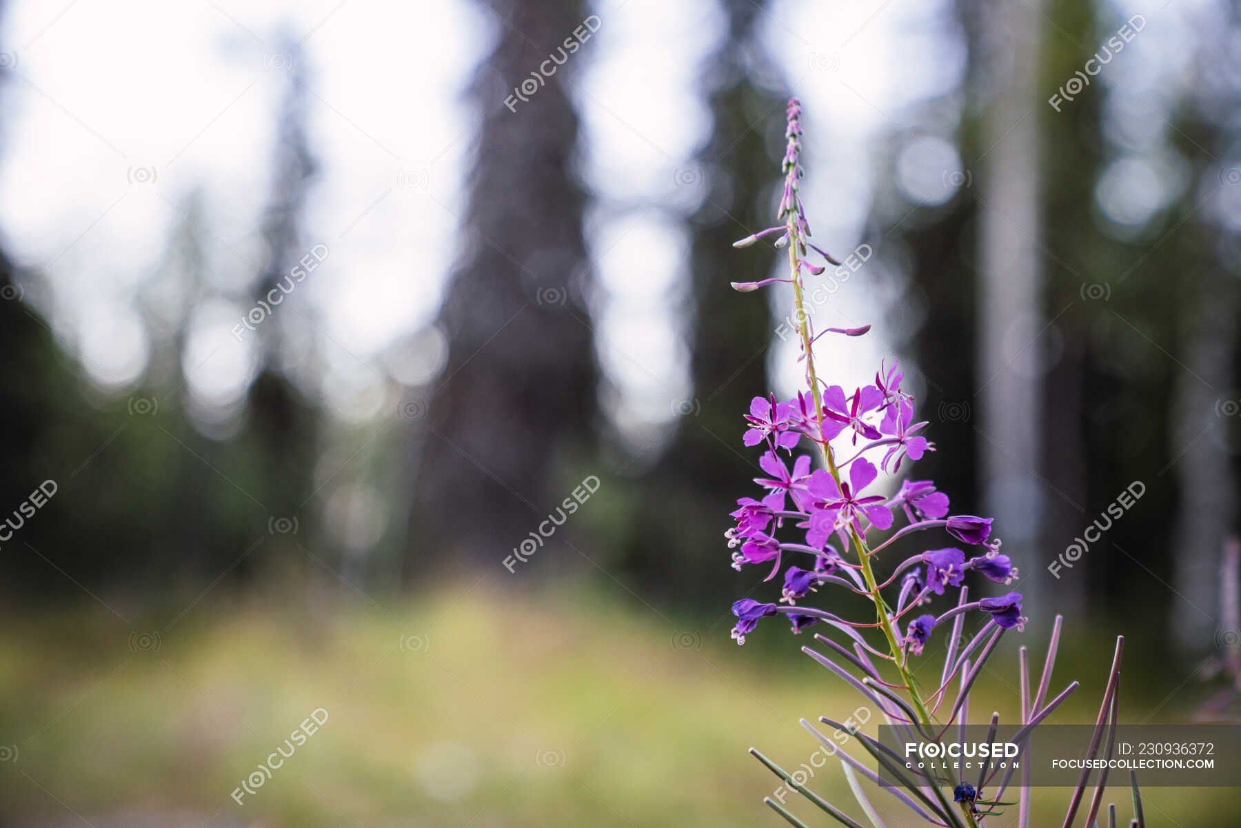 Beautiful purple French willow growing in field on blurred background