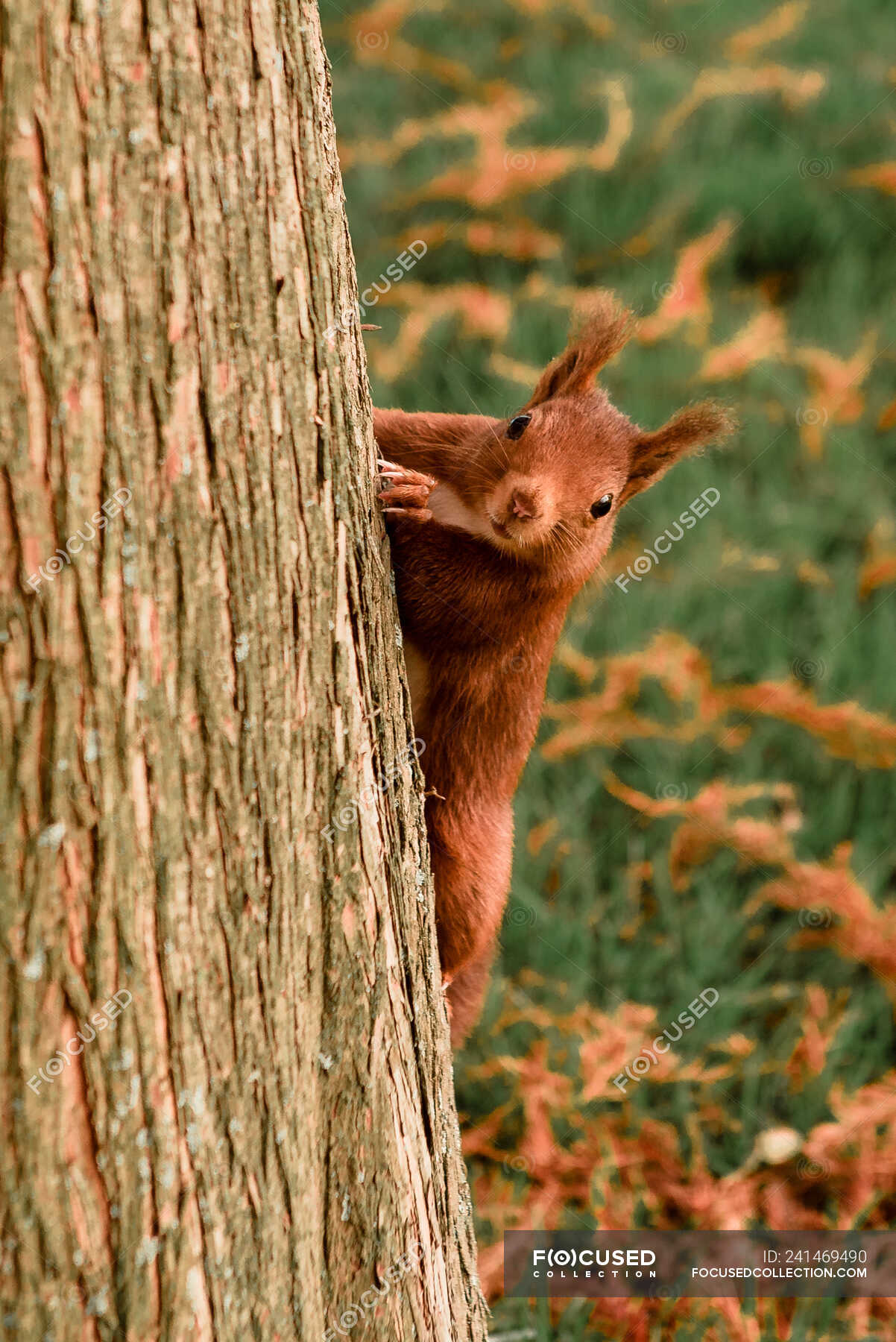 Funny squirrel on tree in park — furry, looking at camera - Stock Photo |  #241469490