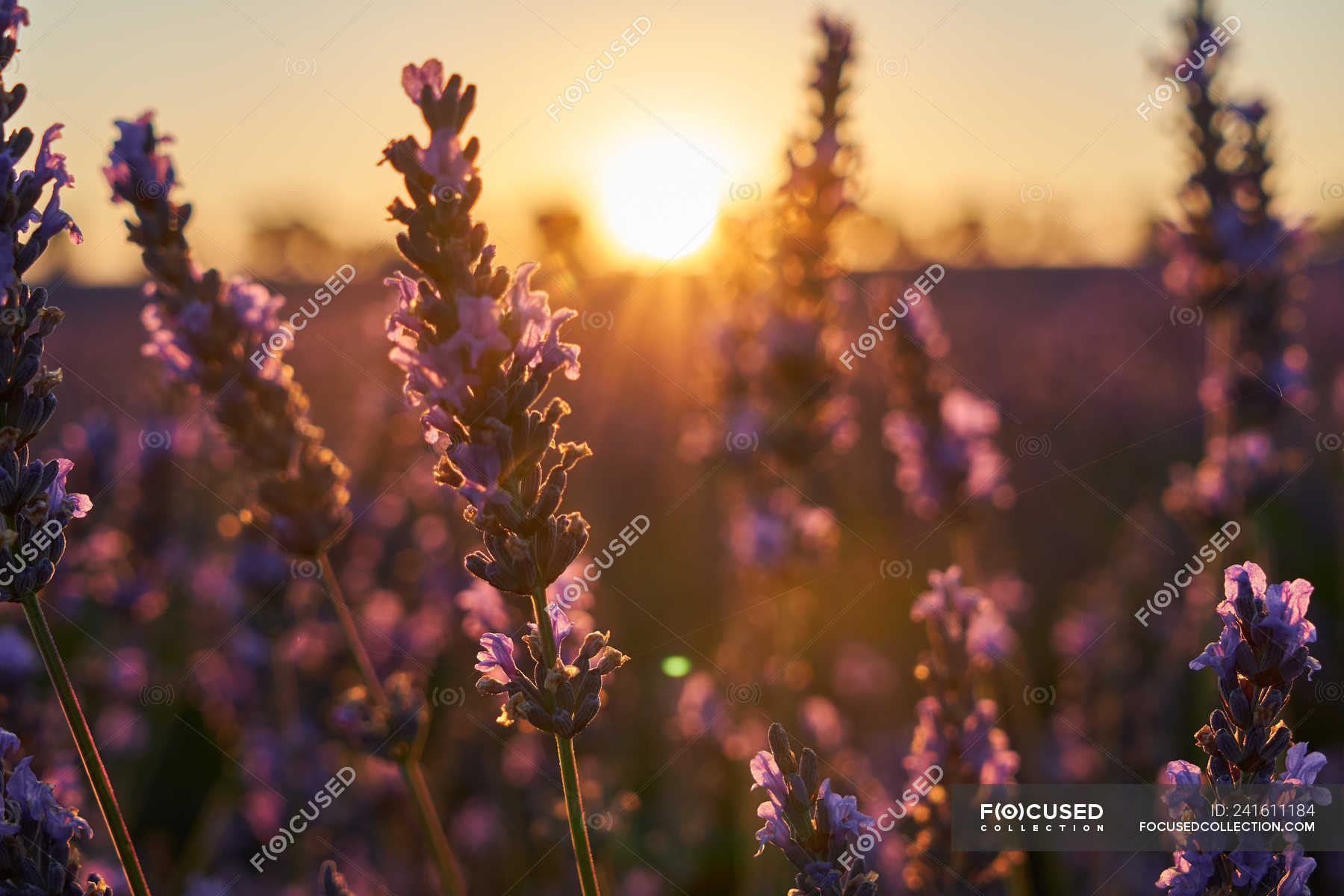 beautiful lavender