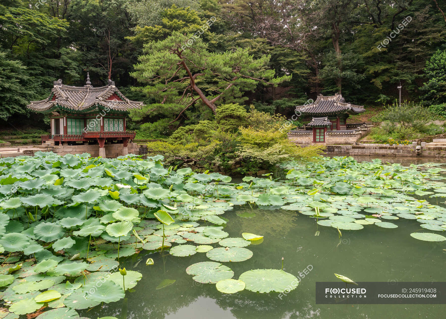 Calm Pond With Wonderful Water Lilies Near Small Korean Pagodas In