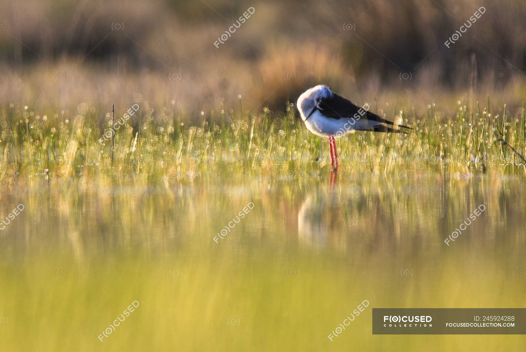Stilt bird standing in water in sunny weather in Belena Lagoon
