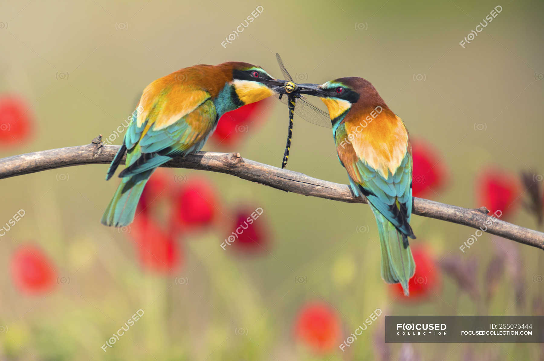 Colourful bee eaters sitting on branch and catching dragonfly on ...