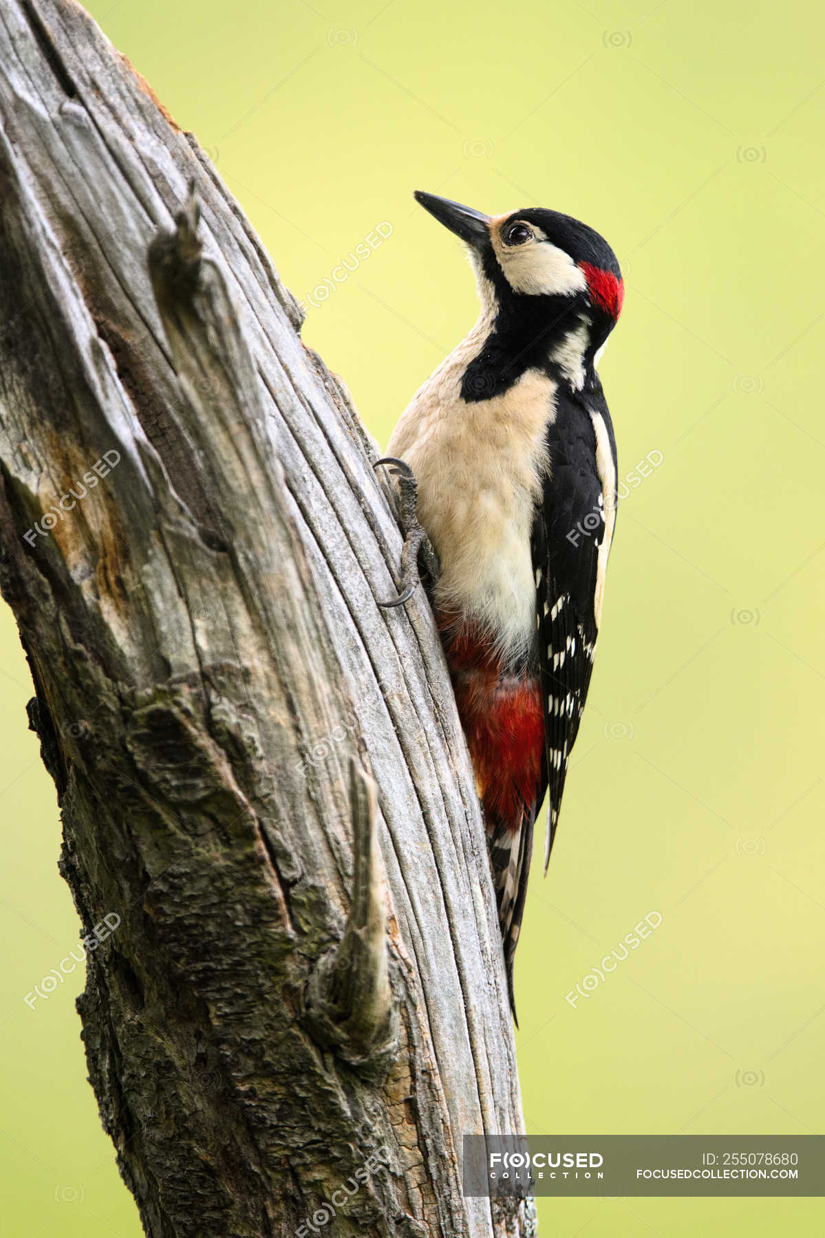 Side View Of Wild Woodpecker Sitting On Tree On Blurred Background Avian Trunk Stock Photo