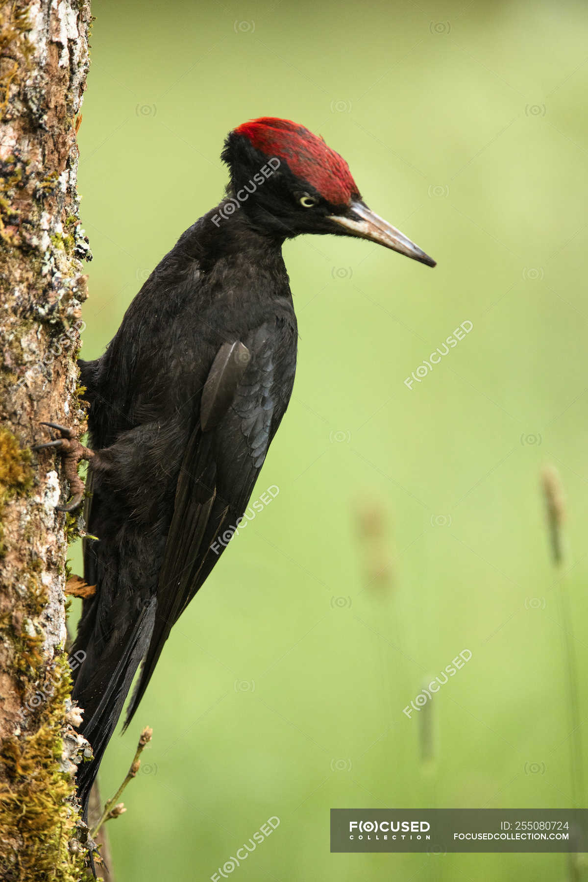 Side View Of Wild Woodpecker Sitting On Tree On Blurred Background Migration Avian Stock Photo