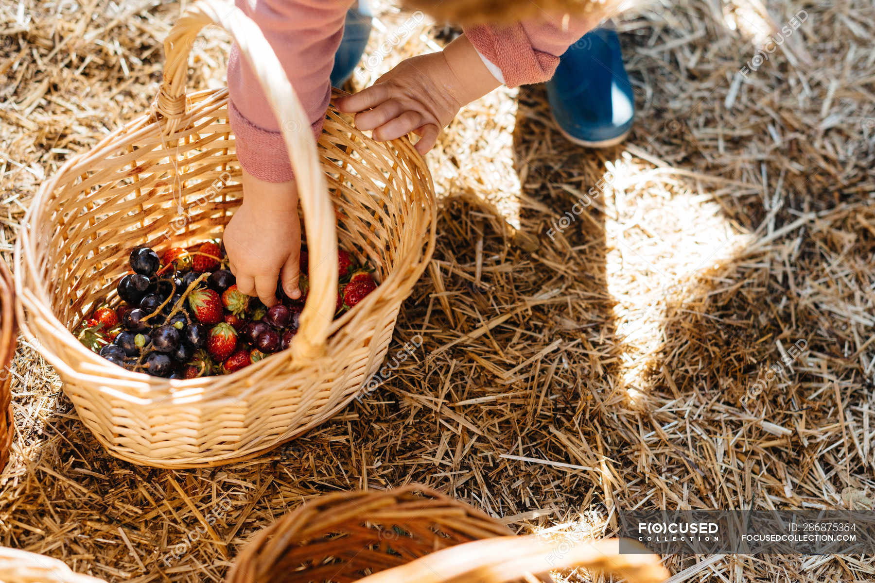 From above hands of kid picking berries, strawberries and currant from