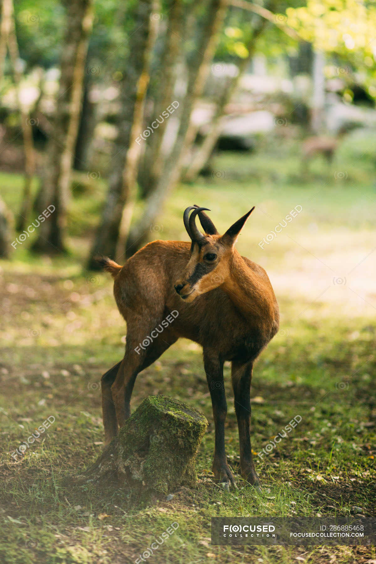 gazelle standing