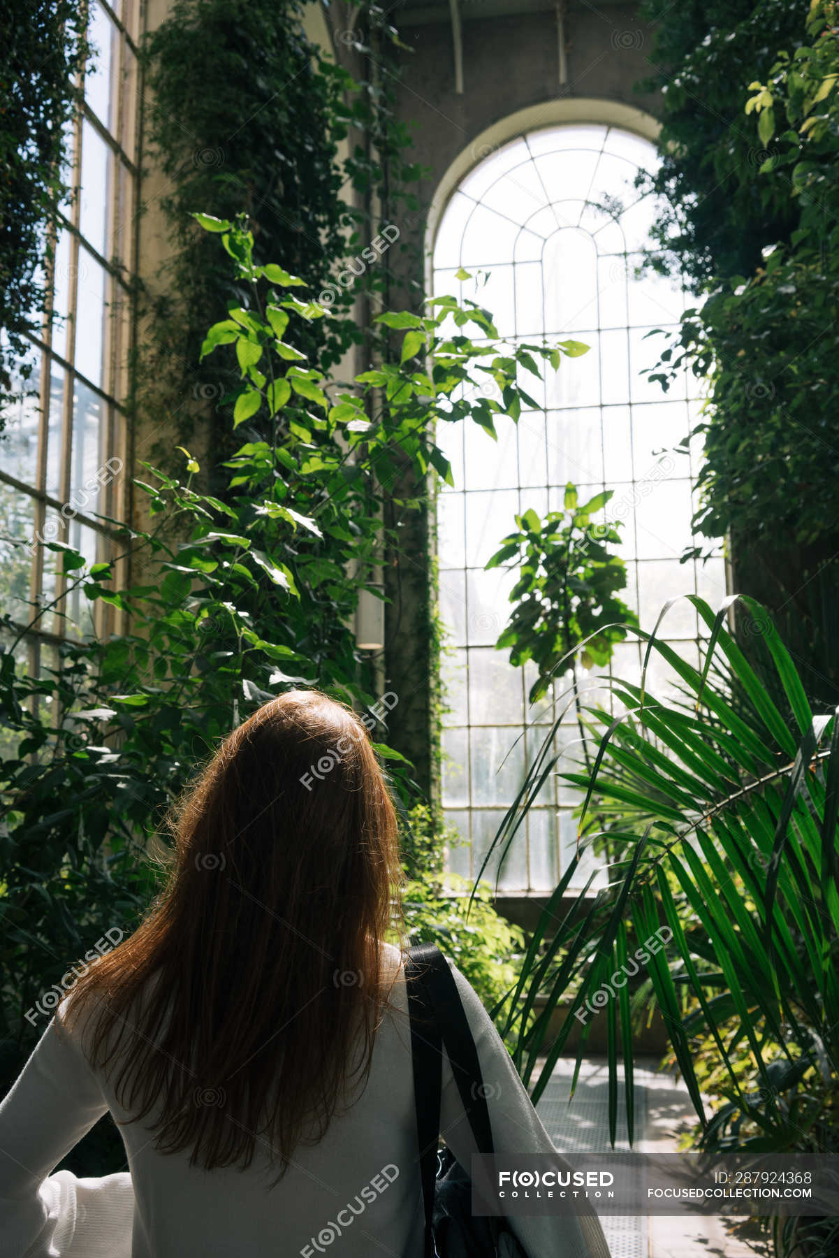 Back View Of Woman Walking Between Green Plants And Bushes Inside Of Old Greenhouse With High Ceiling And Arched Window Scotland Botany Colorful Stock Photo 287924368