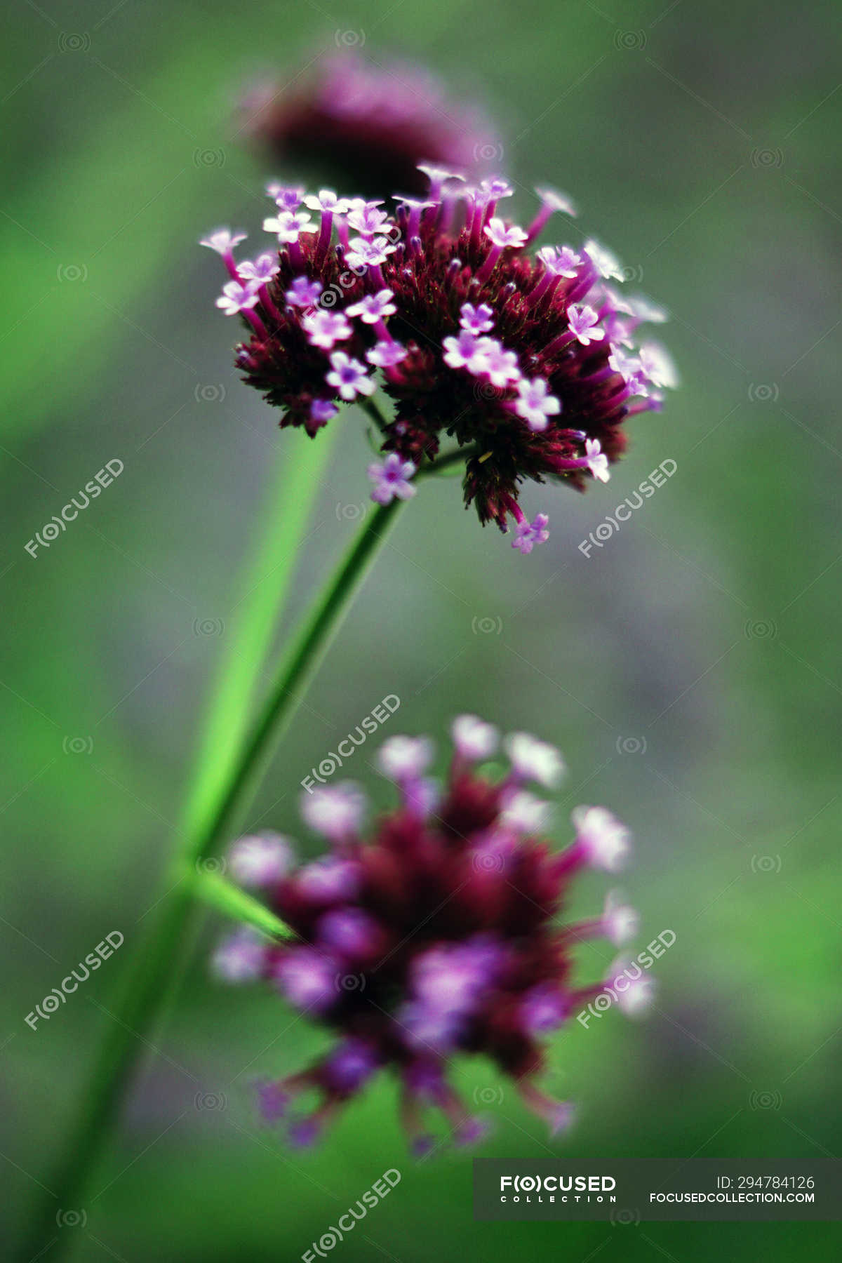 Purple Flowers Blooming On Bush In Nature Aroma Scenic Stock Photo 294784126