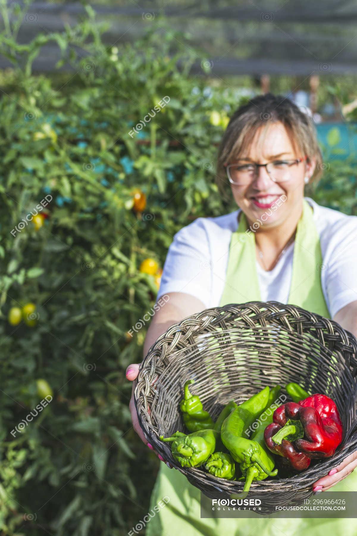 Gardener in apron harvesting vegetables from bushes in basket