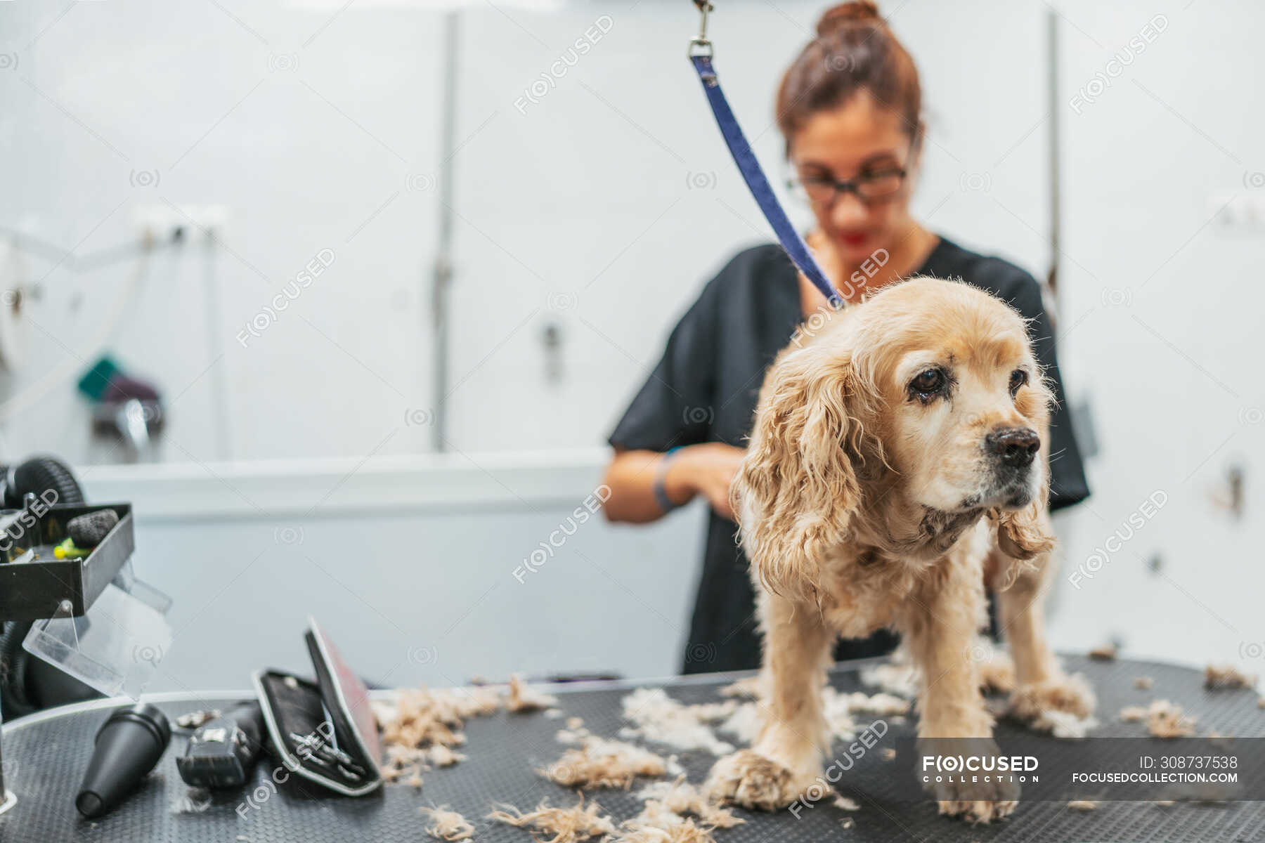 Woman in uniform using electric shaver to trim fur of cheerful terrier