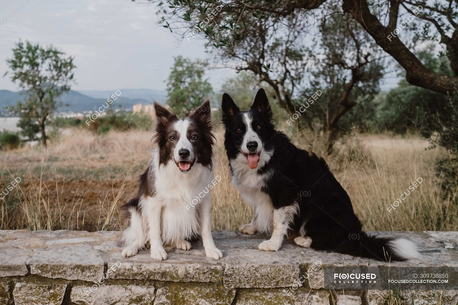 are border collies fence jumpers