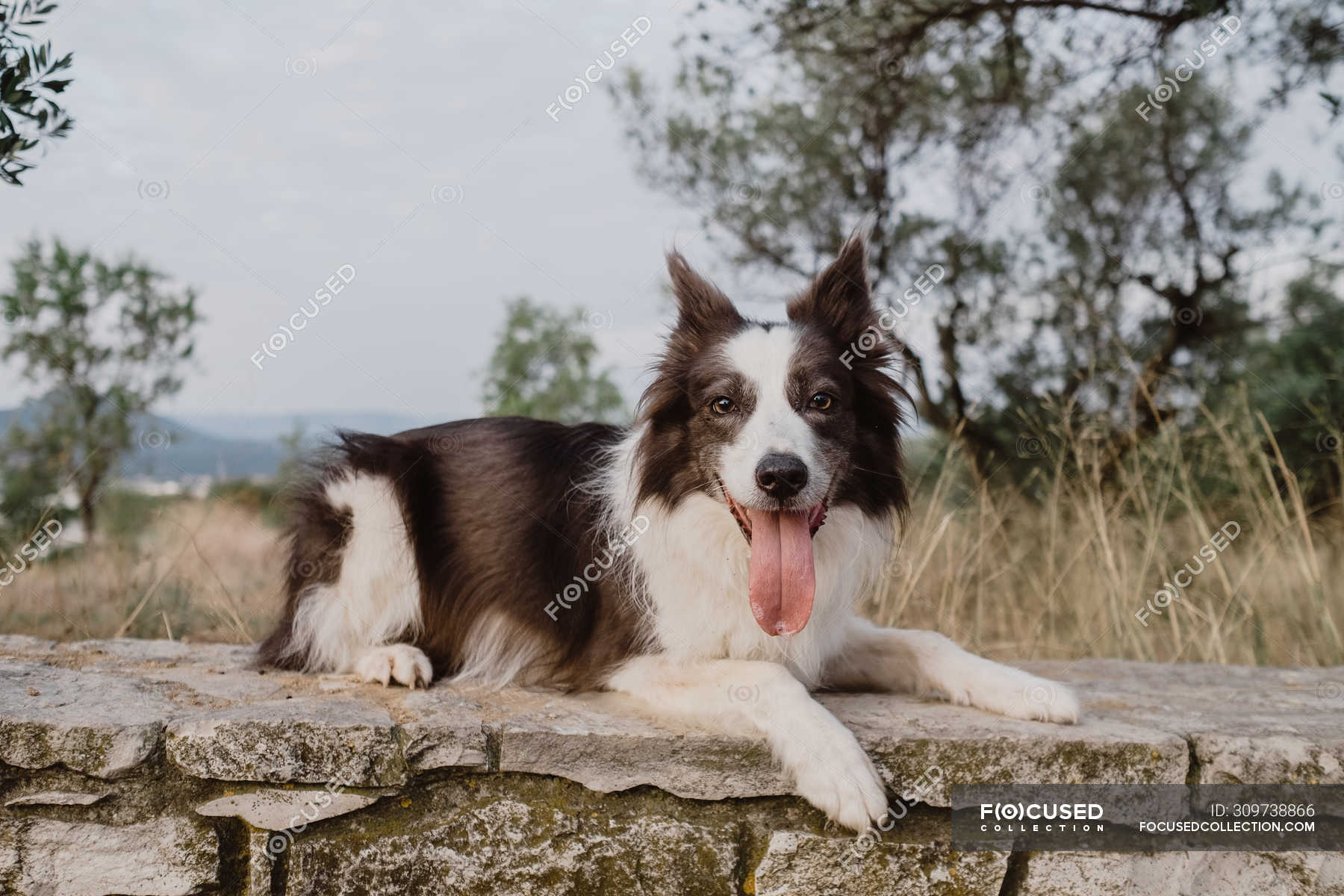 are all white border collies rare