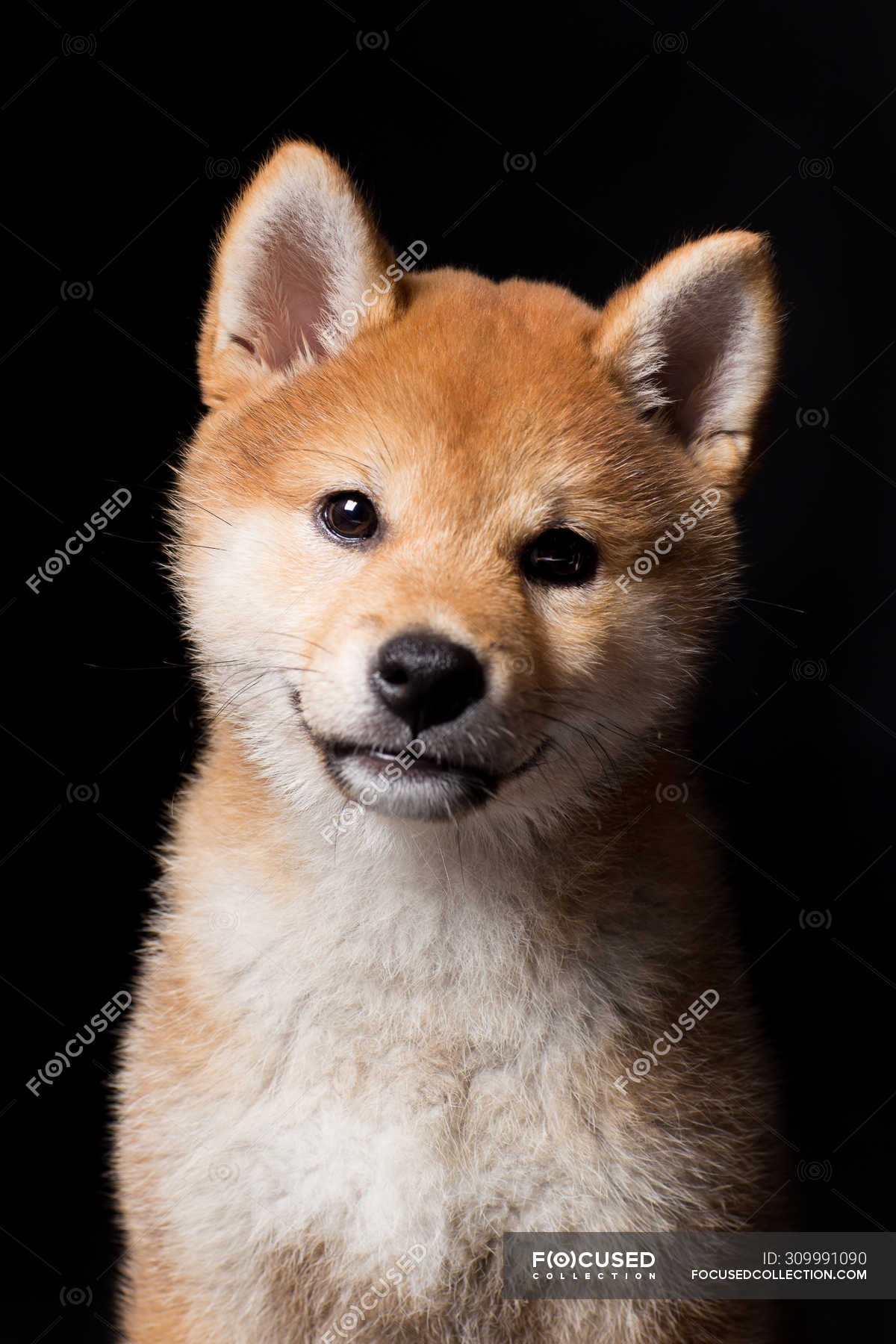 Portrait Of Amazing Shiba Inu Dog Looking In Camera On Black Background Breed Excited Stock Photo