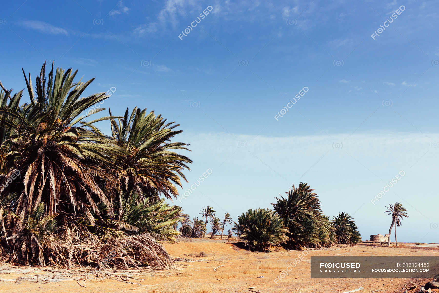 Palm trees growing in sand on seashore in Fuerteventura, Spain