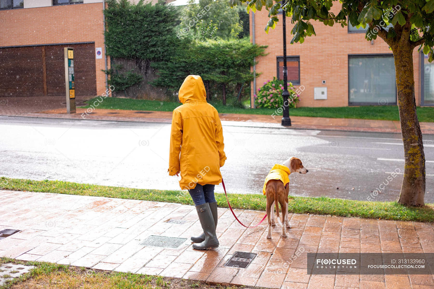 Back view of unrecognizable woman in yellow jacket with hood and rubber ...