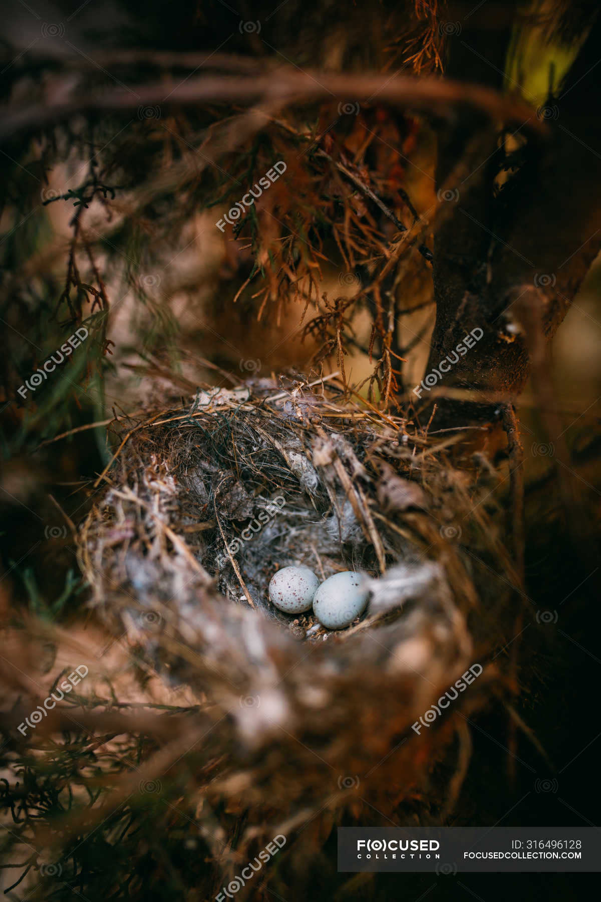 From above of nest with small bird eggs placed on branches of thin