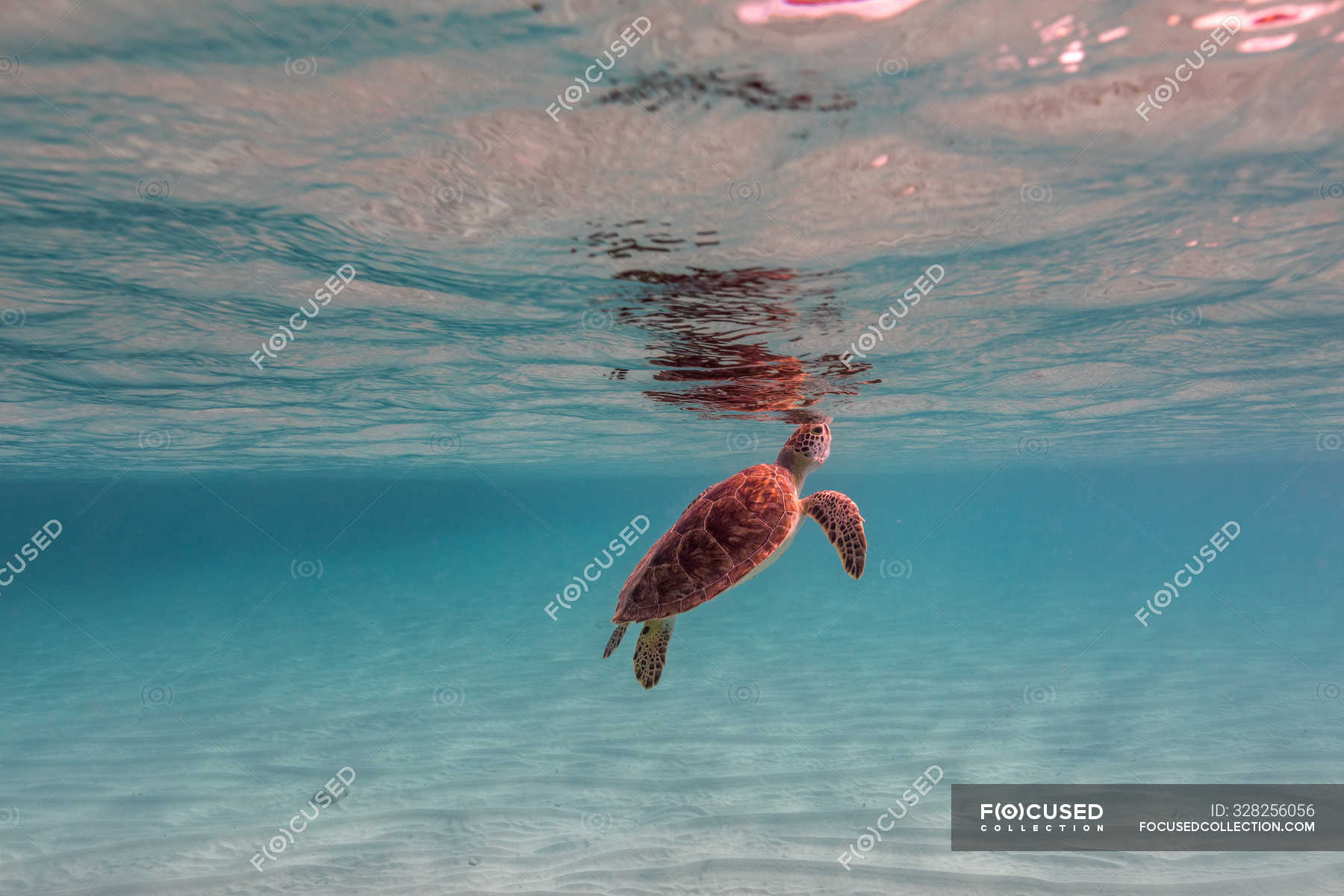 Underwater view of Turtle swimming in sea — blue, creature - Stock ...