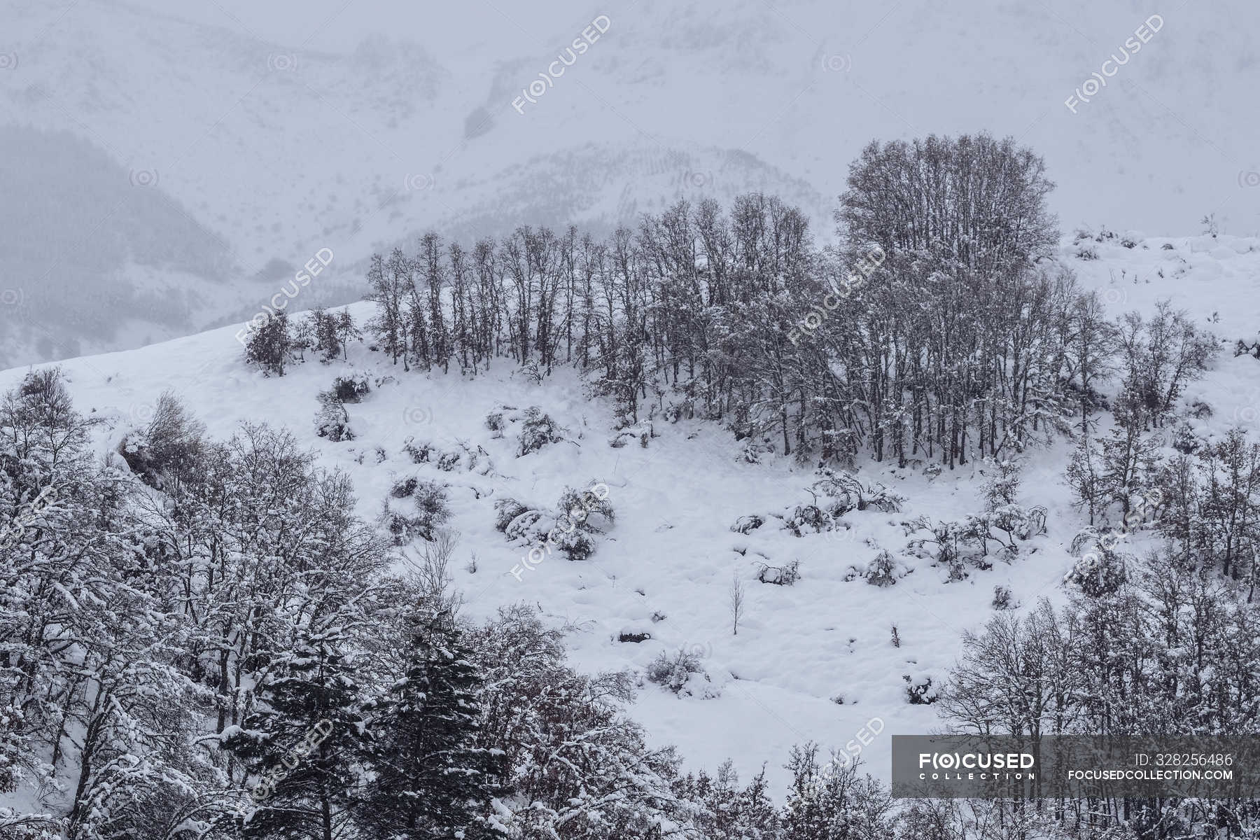 Beech Forest Covered With Snow And Ice In A Misty Landscape In The North Of Spain Mountains Wild Expedition Stock Photo